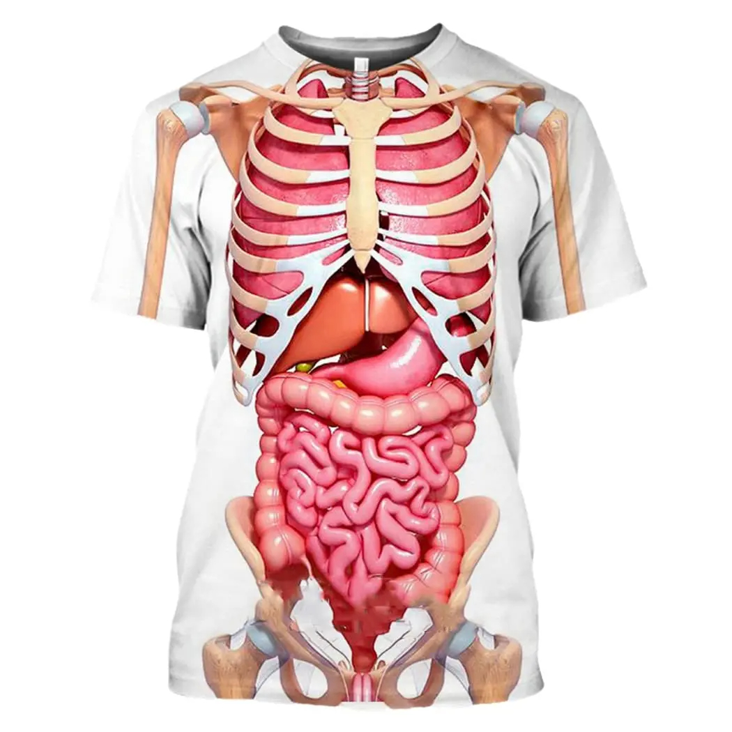 Male Skeleton Internal Organs  - 3D Printing Diagram 리뷰 및 가격